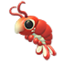 Emperor Shrimp