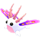 Sea Slug